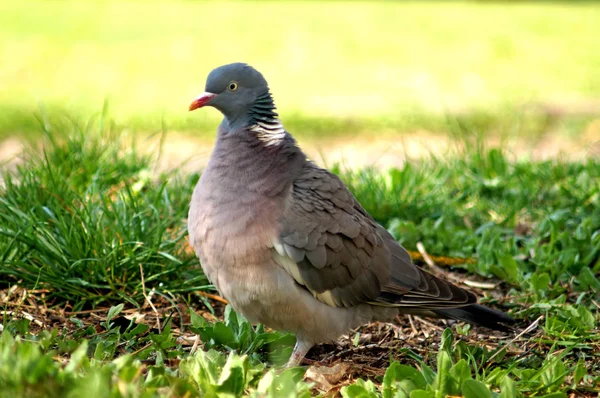 Paloma de madera, Columba palumbus — Foto de Stock