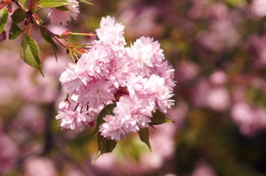 Sakura baharda çiçek açan.  