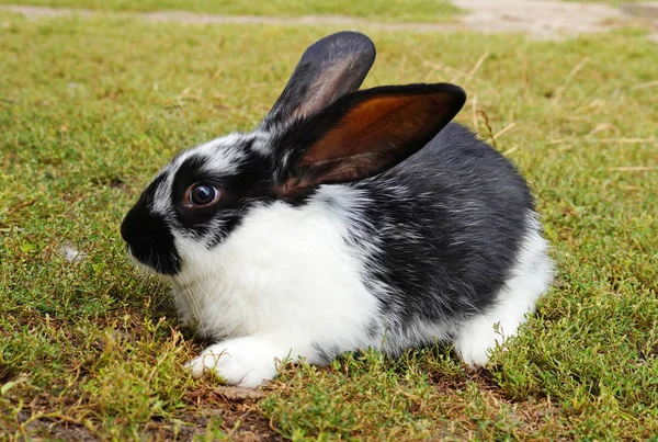 Маленький чорно-білий кролик на зеленому газоні — стокове фото