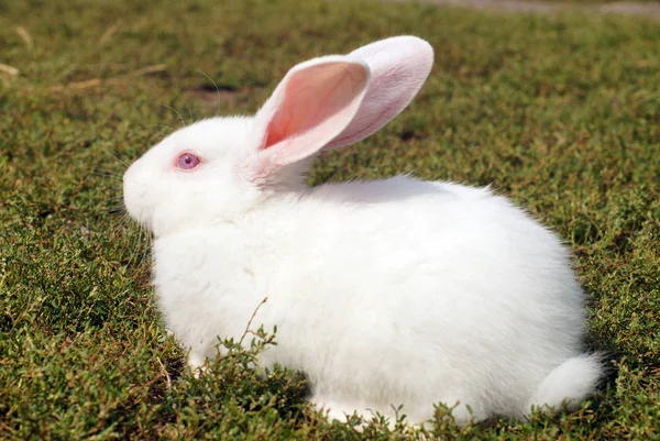 緑の芝生の上の小さな白いウサギ. — ストック写真