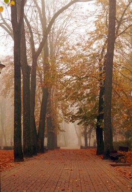 Yoğun siste sonbahar parkı geçidi
