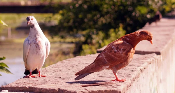 Deux Oiseaux Sur Bord Eau Deux Pigeons Multicolores — Photo