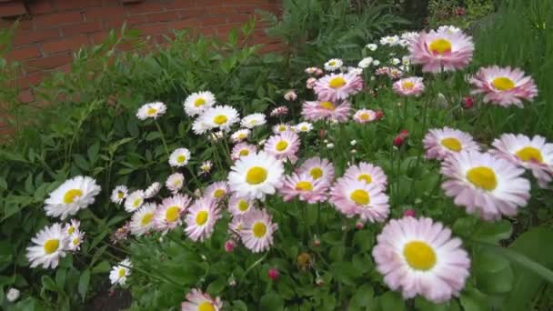 Heřmánkový květ ve větru. Krásná květina v zahradní houpačky ve větru. — Stock video