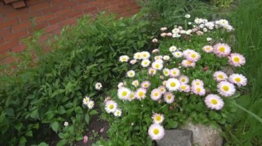 Rüzgarda sallanan papatya çiçek. Bahçe sallanır rüzgarda içinde güzel bir çiçek.