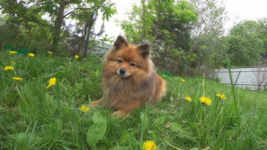 küçük dost Spitz köpek yeşil çim yakın çekim. onun dilini çıkarmış bir kırmızı Pomeranian.