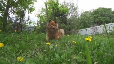 küçük dost Spitz köpek yeşil çim yakın çekim. onun dilini çıkarmış bir kırmızı Pomeranian.