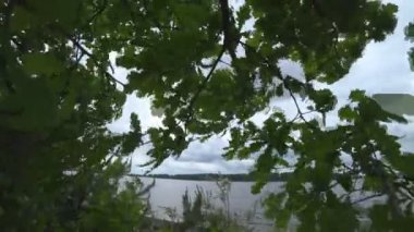 rüzgarda sallanan genç meşe dalları. Rüzgarda sallanan bahçe içinde güzel meşe, kötü hava ve güçlü rüzgar üfleme video