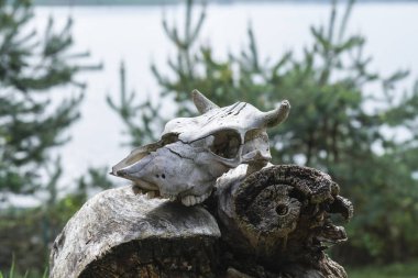 ölü bir hayvan kafatası bir ayağı çukurda düşmüş güdük üzerinde yatıyor