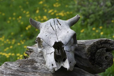 Kafatasının bir ölü hayvan, yaşlılık ve zaman, yakın-up boynuzlu inek baş