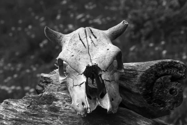 这只动物的旧头骨已经从一个破旧的树桩上掉下来, 落在一堵红砖墙上。 — 图库照片