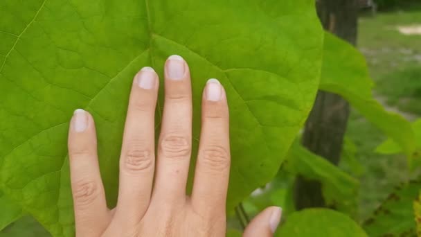 Naturens Beröring Catalpa Lövverk Vit Kvinnas Hand Vidrör Ett Stort — Stockvideo