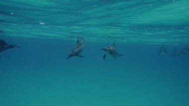 üzerinde mavi okyanus sualtı yunus