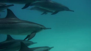 Sevimli yunuslar su altında mavi okyanusta akın