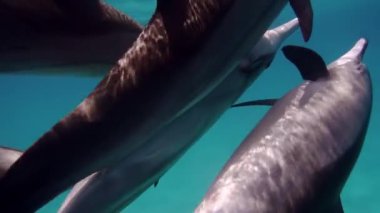 su altında copulating yunuslar