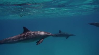 Sana bakarken mavi okyanus zemin üzerine sualtı yunus