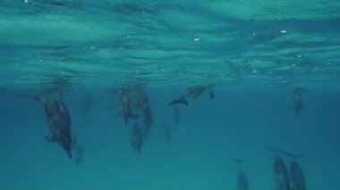 Çok sayıda yunuslar sevimli akın