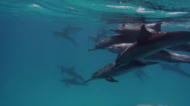 Sana bakarken mavi okyanus zemin üzerine sualtı yunus