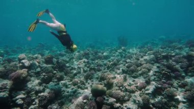 Ücretsiz diver tropikal deniz mercan kayalığı bakarak