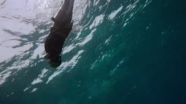 Oldukça özgür dalgıç mercan Denizi'nde keşfetmek