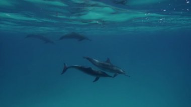 Sevimli yunuslar su altında