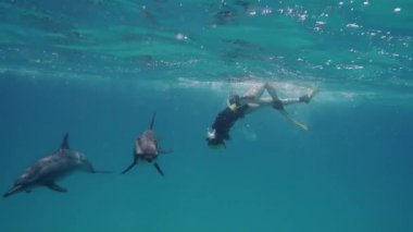 Denizi yunuslarla Freediver kadın