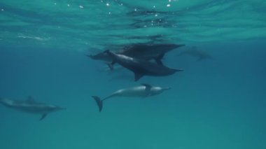 Sevimli yunuslar Kızıldeniz'akın