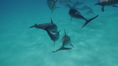 Büyük yunus derin denize akın.