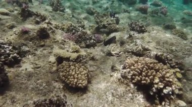 Mercan resif sualtı dünyasına