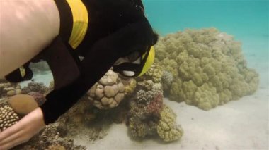 Red Sea'deki/daki Freediver kız