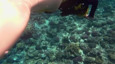 Freediver kız sarı bikini Kızıldeniz'yüzme