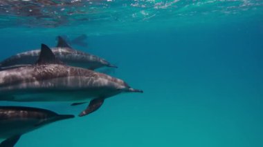 yunus akın Red Sea'deki/daki