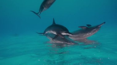 Ücretsiz yunus akın Red Sea'deki/daki