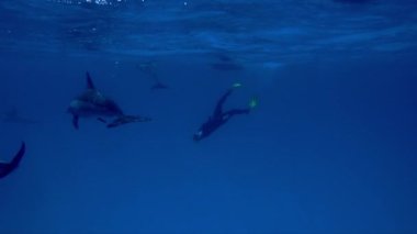 Yunuslarla Dalış bir kadın