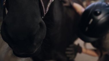 Damat at ahır kadın