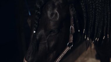 gün batımında at portresi