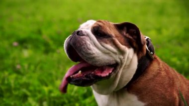 Genç kadın İngilizce bulldog çimlere soğuduktan