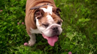 Stern, İngilizce Bulldog onun kaşları altından bakan.