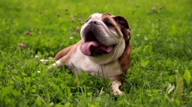 İngilizce bulldog yürüyüş