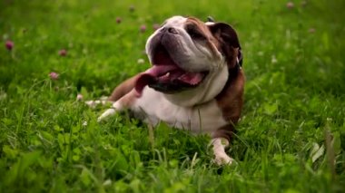 Yaz aylarında bir parkta şirin Bulldog