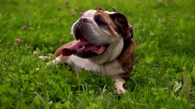 Sevimli İngilizce bulldog seçici odak çimlere bırakmasını