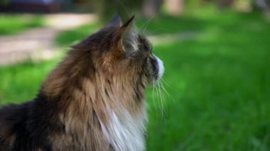 Yeşil arka planda siyah tekir kedisinin fotokopi alanı ve güneş ışığı ile yakın portresi. Sevimli genç erkek kedi başka tarafa bakıyor. Evcil hayvanlar açık hava macerası.