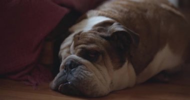 Yorgun İngiliz Bulldog yerde uyku