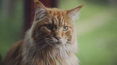 pencere yakınında turuncu maine coon kedi