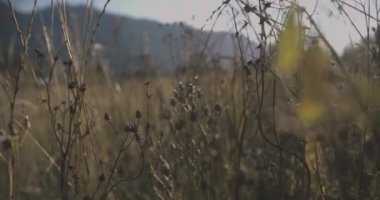 Gün batımı alan otlar steadycam atış