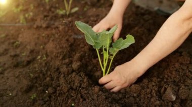 Bir çiftçi kendi elleriyle genç bir ırk yetiştiriyor. Toprakla ilgilenmek. Tarım. Yeşil dünya kavramı, ilerici bir gelecek, etrafımızda güzel bir dünya..