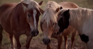 At binmek ve turist yürüyüşü için güzel bir manzara. Atlarla ünlüdür, gün batımında doğada otlar. İnanılmaz renkli safkan hayvanların portresi. Doğa, turizm ve güzellik kavramı