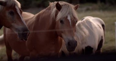 Kahverengi atlar tarlada otlar. Güzel, bakımlı hayvanlar gün batımında inanılmaz bir manzaraya tanık olurlar. Turizm, güzellik ve doğal yaşam tarzı kavramı.