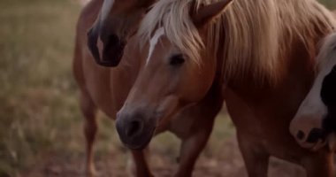 Güzel, bakımlı hayvanlar gün batımında inanılmaz bir manzaraya tanık olurlar. Kahverengi atlar tarlada otlar. Turizm, güzellik ve doğal yaşam tarzı kavramı.