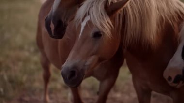 Güzel, bakımlı hayvanlar gün batımında inanılmaz bir manzaraya tanık olurlar. Kahverengi atlar tarlada otlar. Turizm, güzellik ve doğal yaşam tarzı kavramı.