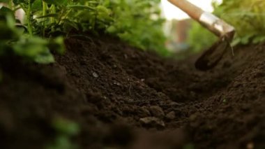 İlkbaharda bitki yetiştirmek. Bahçedeki manzarayı kapatma, sebze tepeleme ya da patatesleme gibi şeyler. Kendine iyi bak bahçe. Tarım, tarım, bahçıvanlık hobisi, taze yeşil bitkiler konsepti.